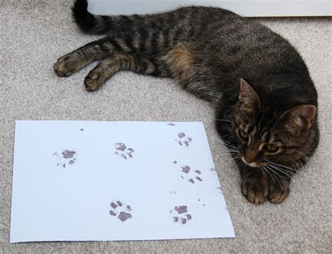 Cat print. Things To Know About Cat print. 